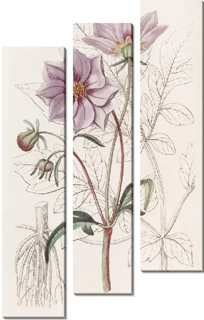 Картина Гладкий карликовый Георгин (1815-1819)
