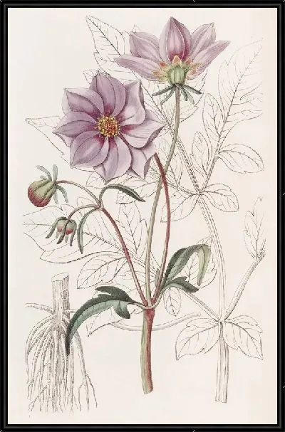 Картина Гладкий карликовый Георгин (1815-1819)