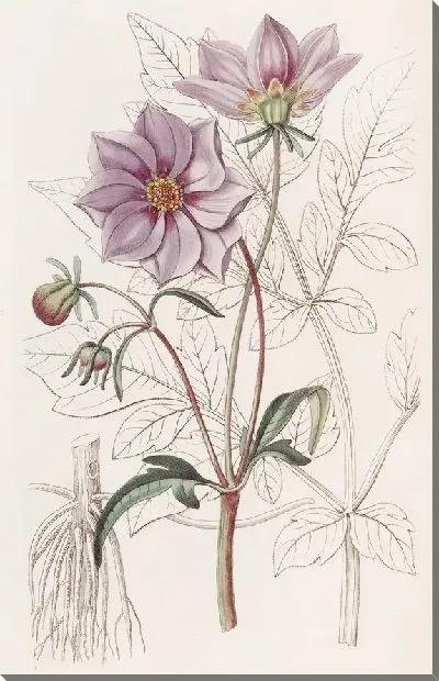 Картина Гладкий карликовый Георгин (1815-1819)