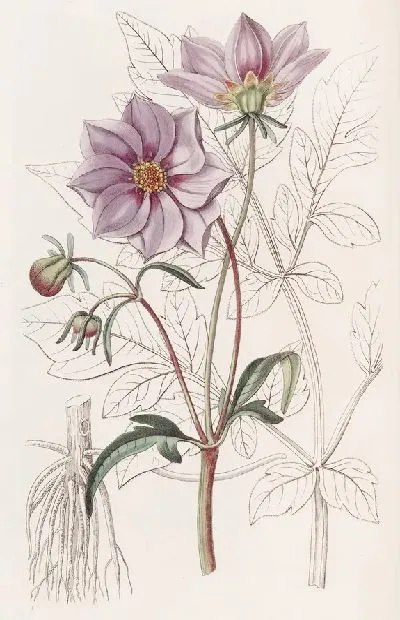 Картина Гладкий карликовый Георгин (1815-1819)