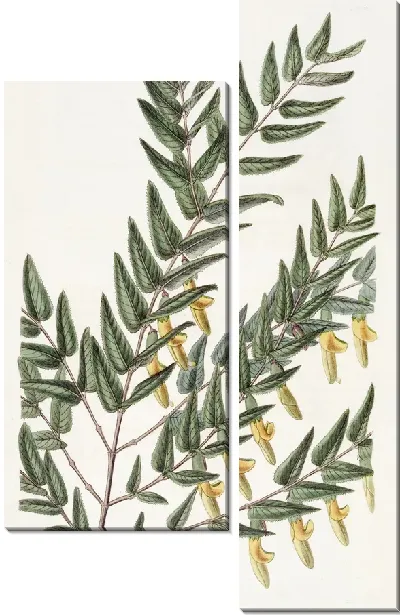 Картина Гладковетвистая шотландия (1815-1819)