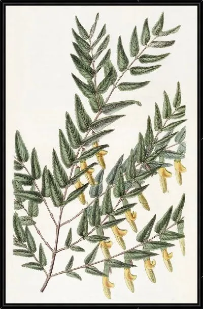 Картина Гладковетвистая шотландия (1815-1819)