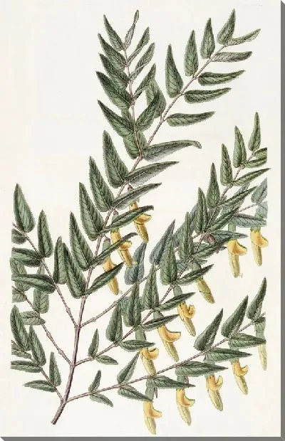 Картина Гладковетвистая шотландия (1815-1819)