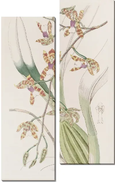 Картина Гладкогубый Odontoglossum (1815-1819)