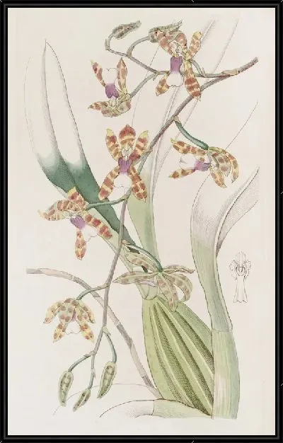 Картина Гладкогубый Odontoglossum (1815-1819)