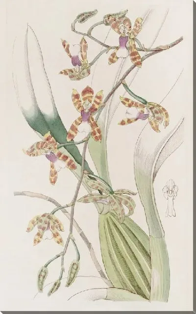 Картина Гладкогубый Odontoglossum (1815-1819)