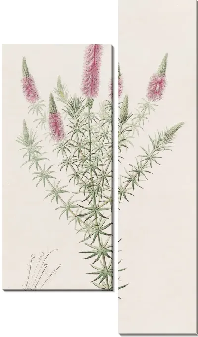 Картина Звездный Дизофилл (1815-1819)