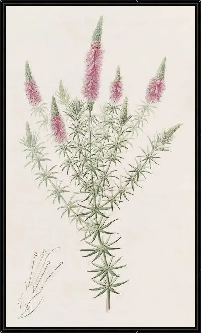 Картина Звездный Дизофилл (1815-1819)