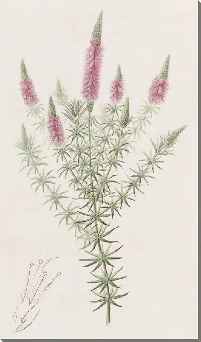 Картина Звездный Дизофилл (1815-1819)