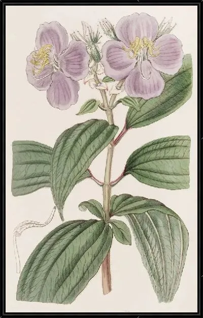Картина Звездчатая Осбекия с мелкой чешуей (1815-1819)