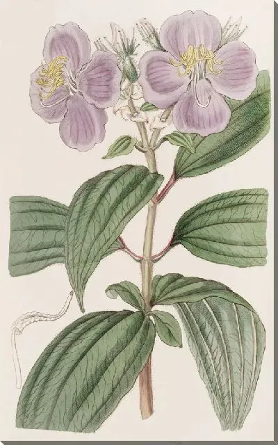 Картина Звездчатая Осбекия с мелкой чешуей (1815-1819)