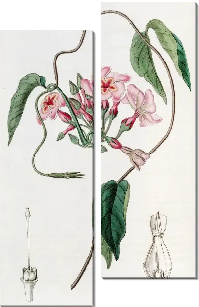 Картина Звездчатые эхитесы (1815-1819)