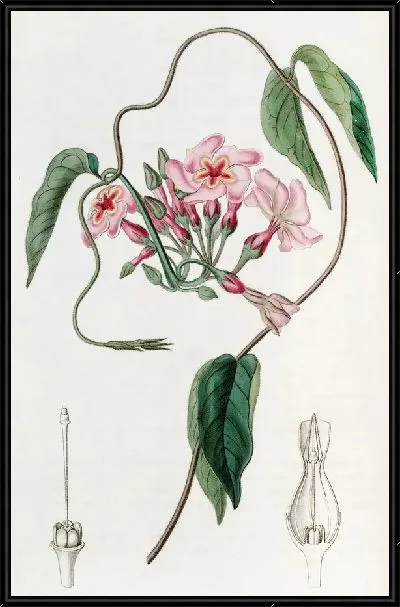 Картина Звездчатые эхитесы (1815-1819)