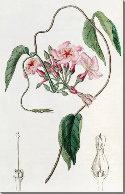 Картина Звездчатые эхитесы (1815-1819)