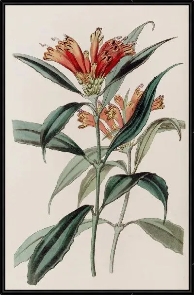 Картина Зверобой пятнистый (1815-1819)