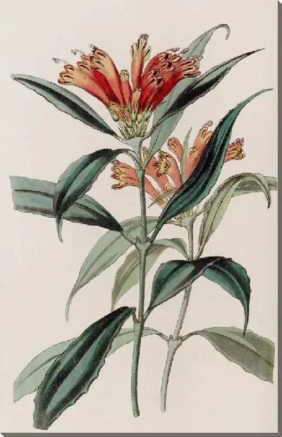 Картина Зверобой пятнистый (1815-1819)