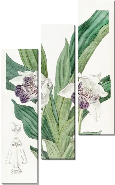 Картина Зигопеталум с ложкогубыми губами (1815-1819)