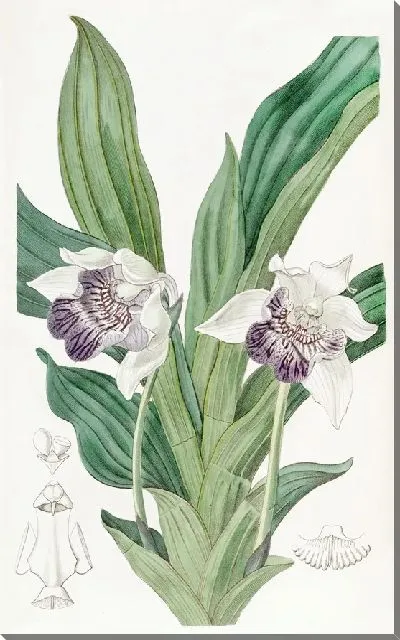 Картина Зигопеталум с ложкогубыми губами (1815-1819)