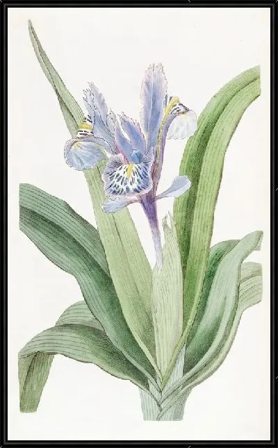 Картина Ирис мелкокрылый (1815-1819)