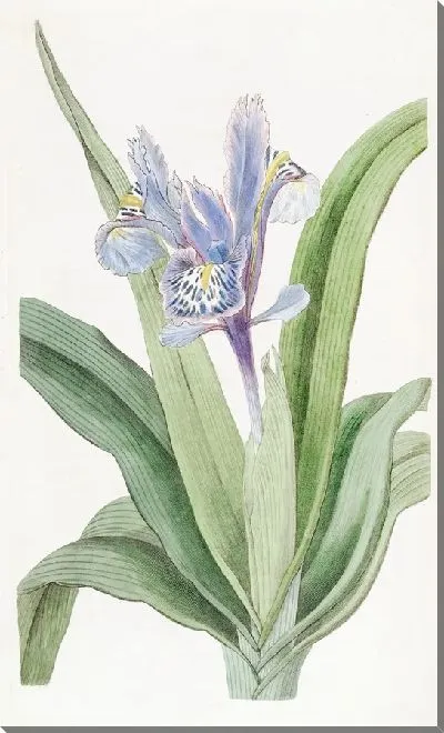 Картина Ирис мелкокрылый (1815-1819)