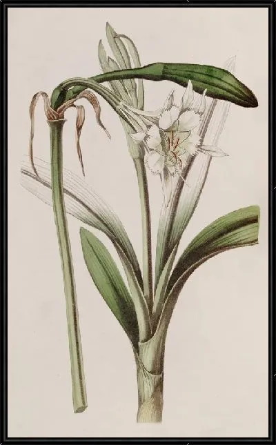 Картина Исмена стеблецветковая (1815-1819)