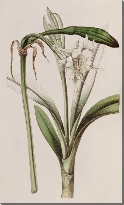 Картина Исмена стеблецветковая (1815-1819)