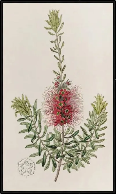 Картина Каллистемон мелкошипчатый (1815-1819)