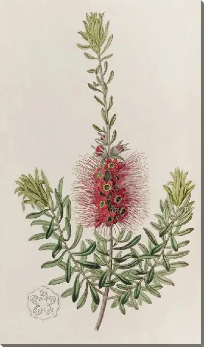 Картина Каллистемон мелкошипчатый (1815-1819)