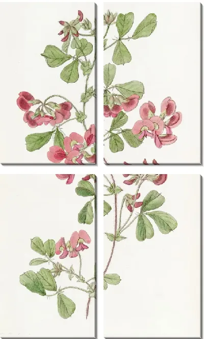 Картина Кеннедия гладколистная (1815-1819)