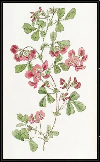 Картина Кеннедия гладколистная (1815-1819)