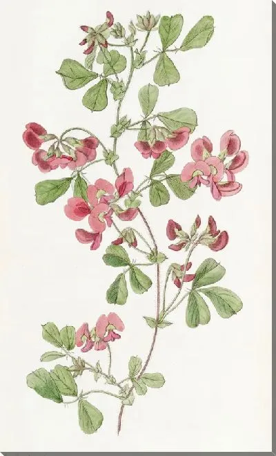 Картина Кеннедия гладколистная (1815-1819)