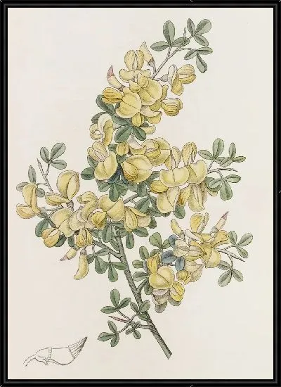 Картина Колючий Каликотом (1815-1819)