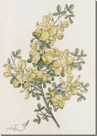 Картина Колючий Каликотом (1815-1819)