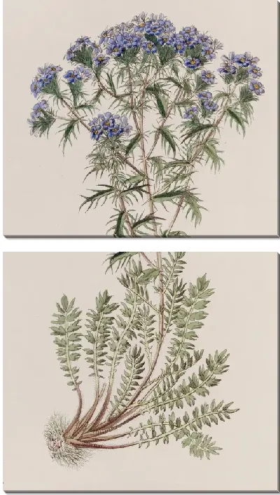 Картина Колючий триптилион (1815-1819)