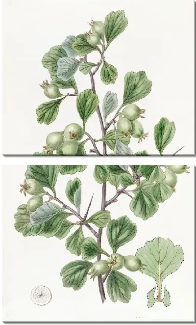 Картина Колючка лопаточнолистная (1815-1819)