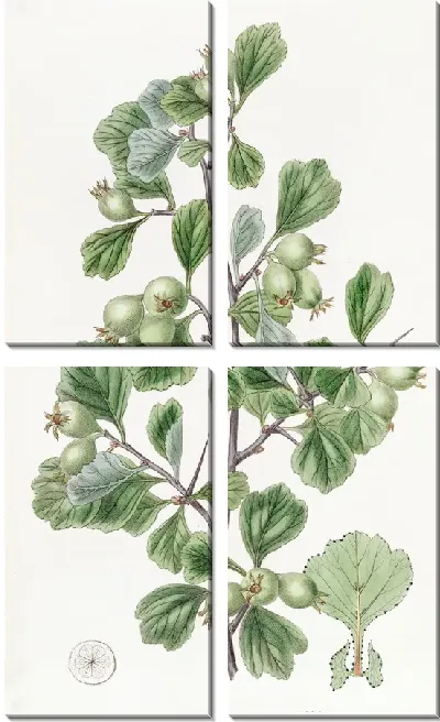 Картина Колючка лопаточнолистная (1815-1819)