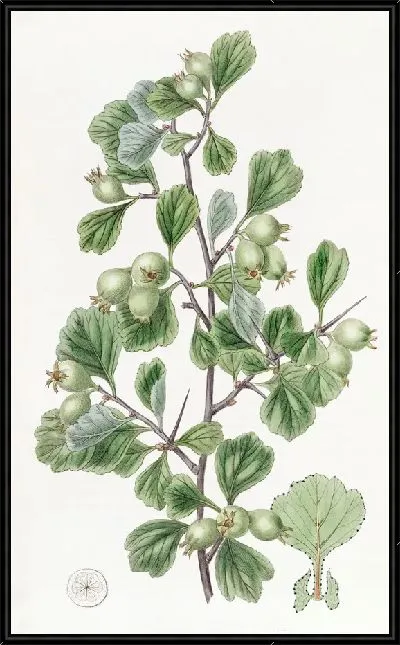 Картина Колючка лопаточнолистная (1815-1819)