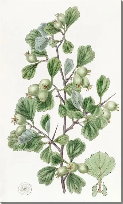 Картина Колючка лопаточнолистная (1815-1819)