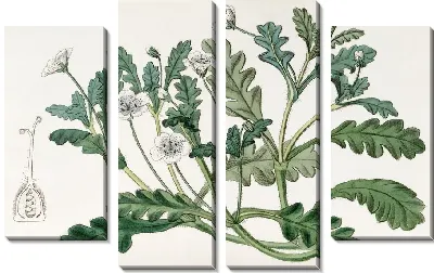 Картина Крапчатая немофила (1815-1819)