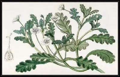 Картина Крапчатая немофила (1815-1819)