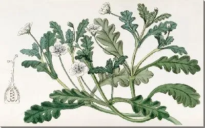Картина Крапчатая немофила (1815-1819)