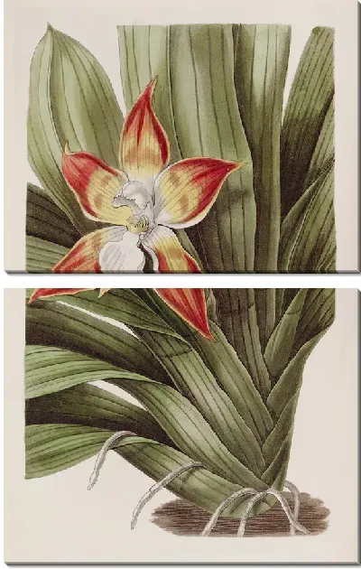 Картина Крапчатая Хантлея (1815-1819)