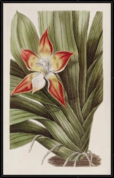 Картина Крапчатая Хантлея (1815-1819)