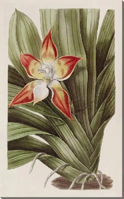 Картина Крапчатая Хантлея (1815-1819)