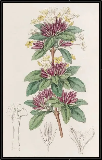 Картина Ланкестерия мелкоцветковая (1815-1819)