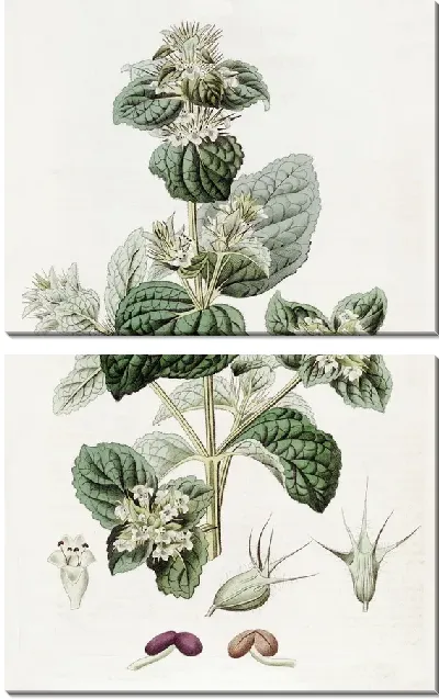 Картина Лепечиния шипованная (1815-1819)
