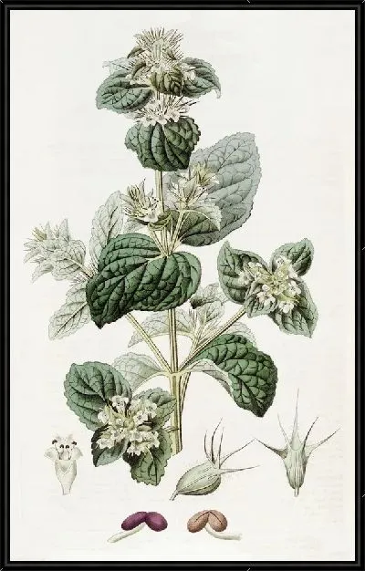 Картина Лепечиния шипованная (1815-1819)