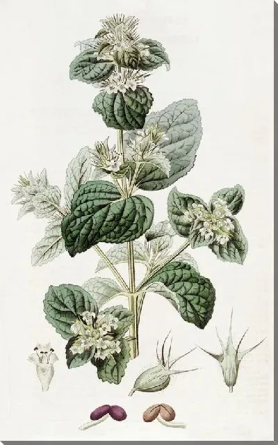 Картина Лепечиния шипованная (1815-1819)