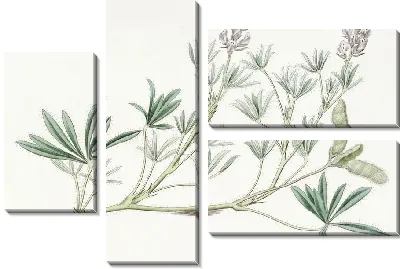 Картина Люпин мелкоцветковый (1815-1819)