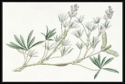 Картина Люпин мелкоцветковый (1815-1819)